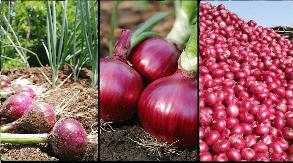 Onion Farming
