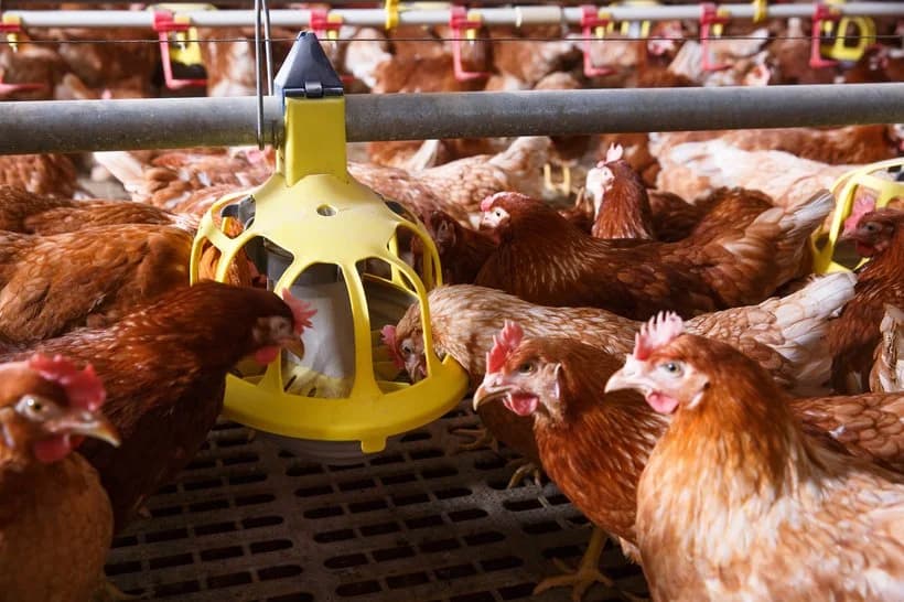 Proper Nutrition for Layers and Broilers