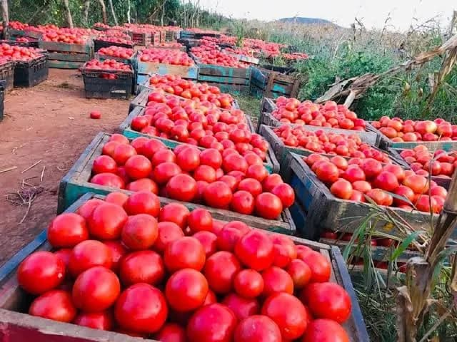 TOMATO FARMING ON ONE ACRE: STEP-BY-STEP GUIDE AND COMPLETE FERTILIZER SCHEDULE