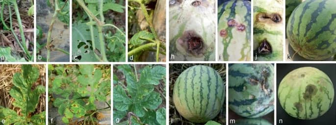 DISEASES THAT ATTACK WATERMELONS IN THE FIELD: SYMPTOMS, PREVENTION AND MANAGEMENT