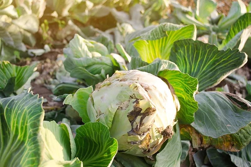 DISEASES THAT ATTACK CABBAGE IN THE FIELD: SYMPTOMS, CAUSES, PREVENTION AND MANAGEMENT