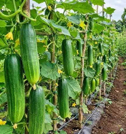 CUCUMBER FARMING AND ITS BENEFITS: A COMPLETE GUIDE FOR FARMERS
