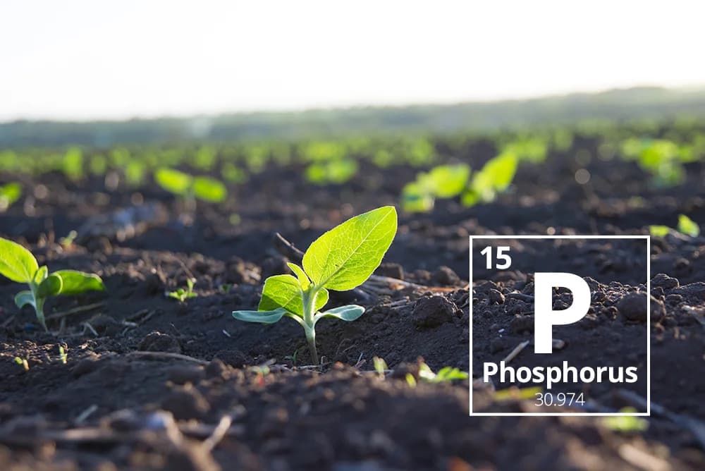PHOSPHORUS IN THE FARM: IMPORTANCE, BENEFITS AND HOW TO USE IT CORRECTLY