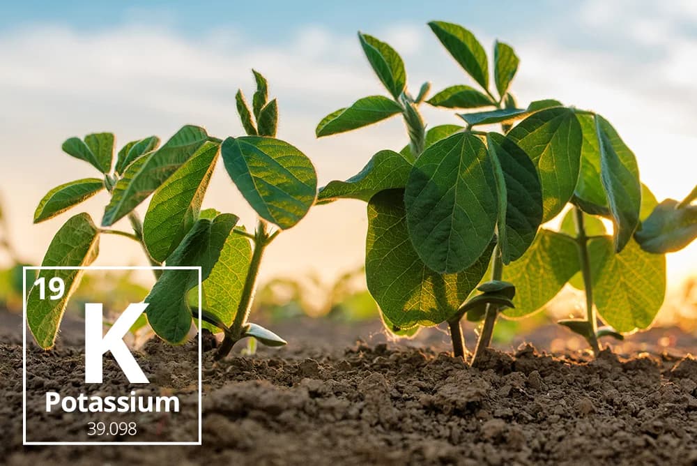 POTASSIUM SHAMBANI: UMUHIMU, FAIDA NA JINSI YA KUITUMIA KWA USAHIHI