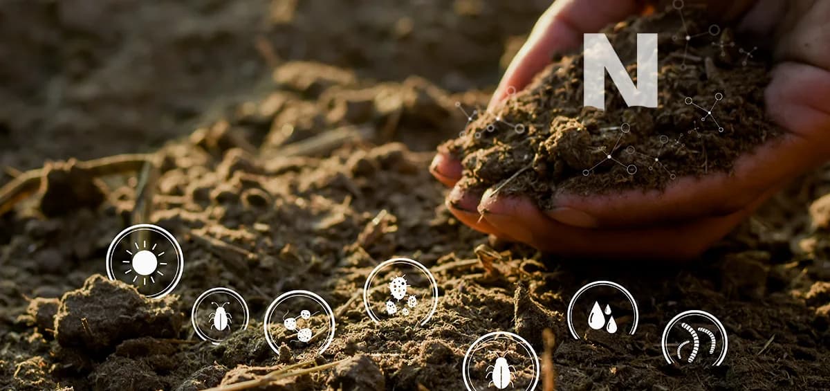 NITROGEN IN THE FARM: IMPORTANCE, BENEFITS AND HOW TO USE IT CORRECTLY