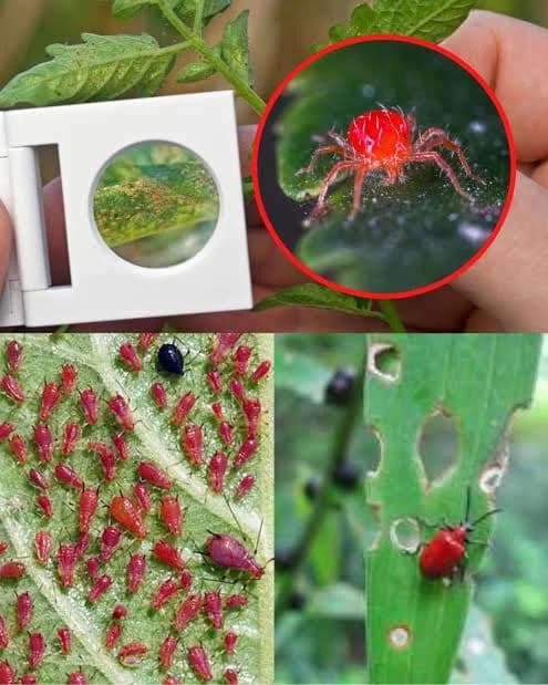 MITES IN THE FARM: HOW TO IDENTIFY, PREVENT AND MANAGE THEM 