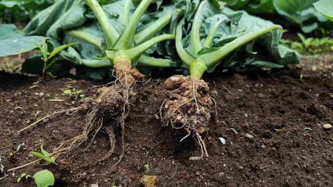 ROOT ROT IN THE FARM: HOW TO IDENTIFY, PREVENT AND MANAGE IT