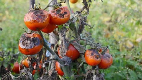 LATE BLIGHT IN THE FARM: HOW TO IDENTIFY, PREVENT AND MANAGE IT