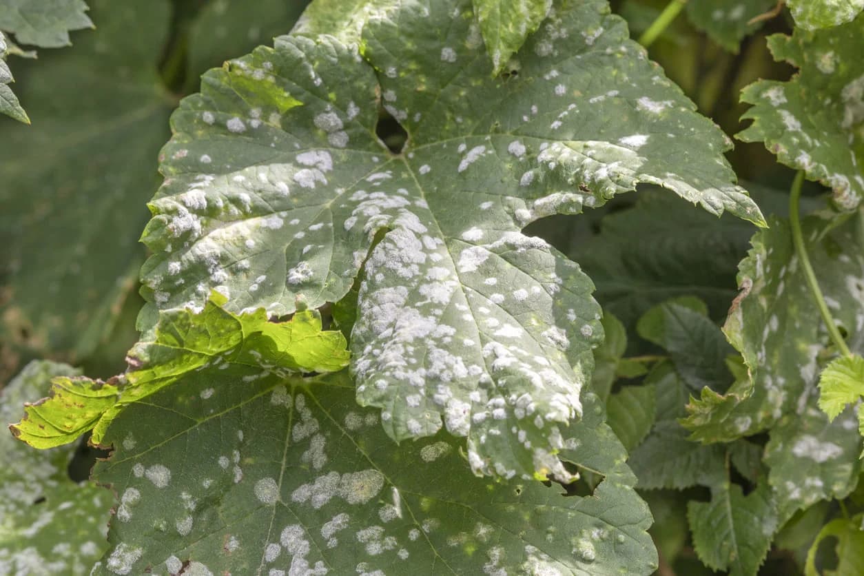 POWDERY MILDEW OR WHITE MOLD IN THE FARM