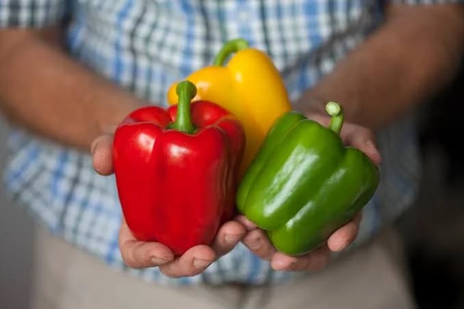 BELL PEPPER FARMING PER ACRE