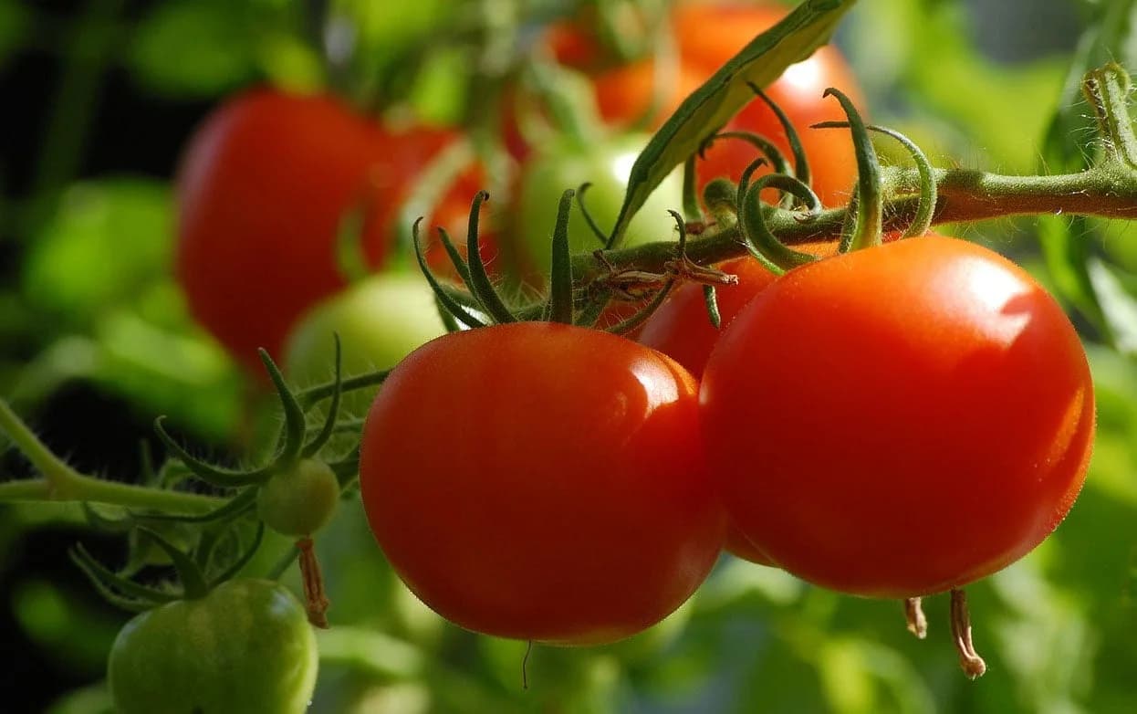 TOMATO FARMING ON ONE ACRE