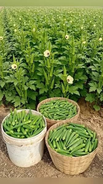 KILIMO CHA BAMIA KWA EKARI 1