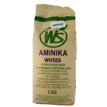 AMINIKA(509)- 2Kg
