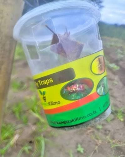 Fruit Fly Trap