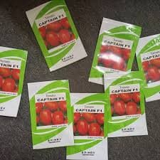 CAPTAIN F1-  2,500seeds