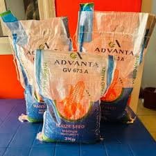 HYBRID MAIZE GV 673A- 2kg
