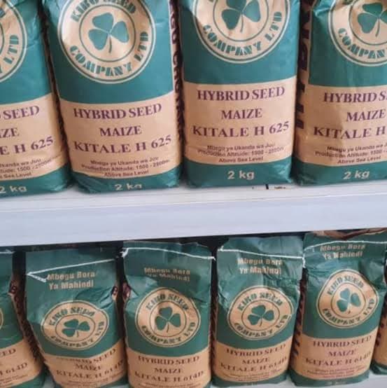 HYBRID MAIZE(KITALE-625)- 2kg