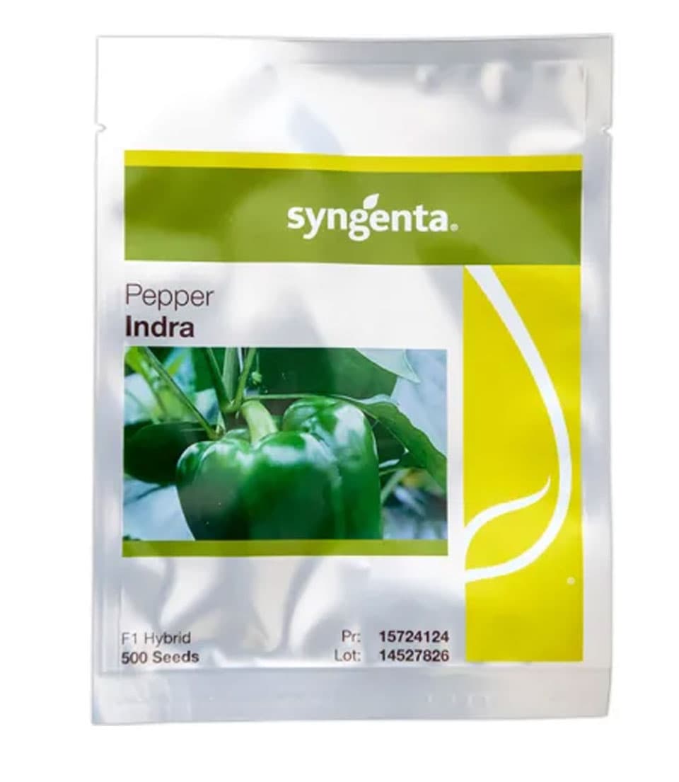 INDRA PEPPER- 500seeds