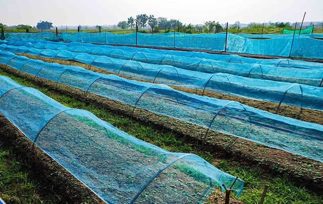 INSECT NET(Blue)