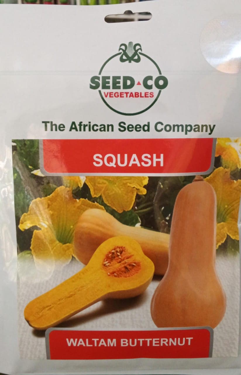 SQUASH/WALTAM BUTTERNUT(SEEDCO)-  25gm
