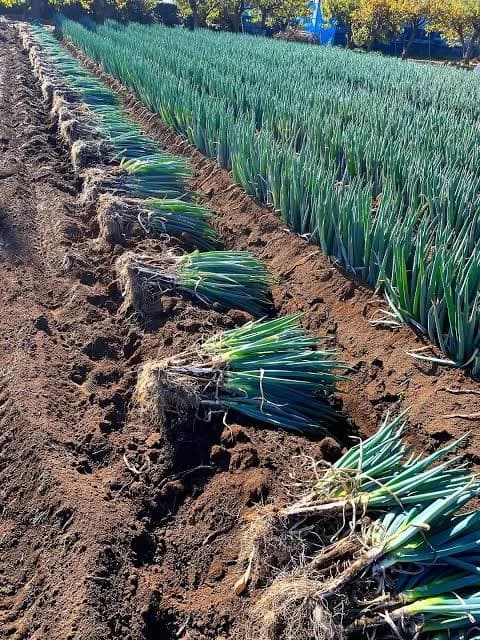 ONION FARMING ON ONE ACRE: STEP-BY-STEP FERTILIZER SCHEDULE