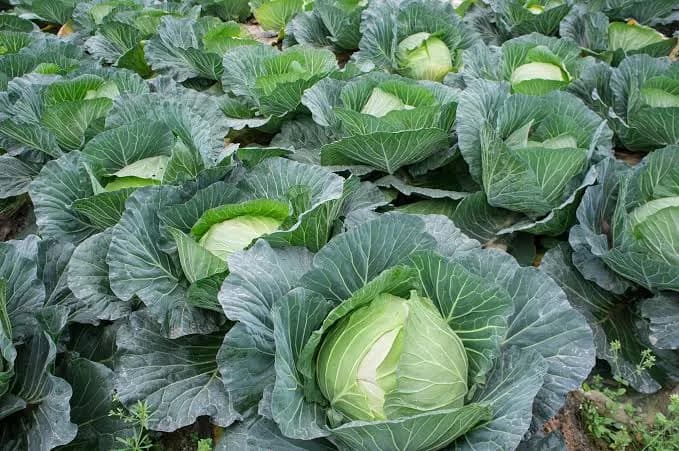CABBAGE FARMING ON ONE ACRE: STEP-BY-STEP FERTILIZER SCHEDULE