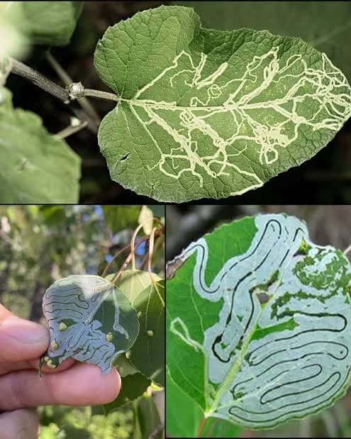 LEAF MINER IN THE FARM: HOW TO IDENTIFY, PREVENT AND MANAGE IT