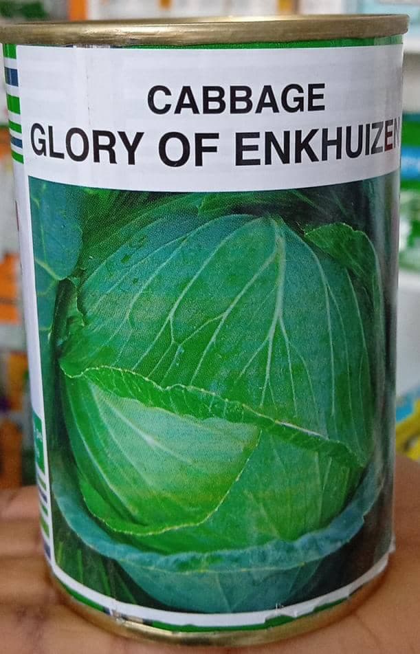 GLORY of ENKHUIZEN- 100gm